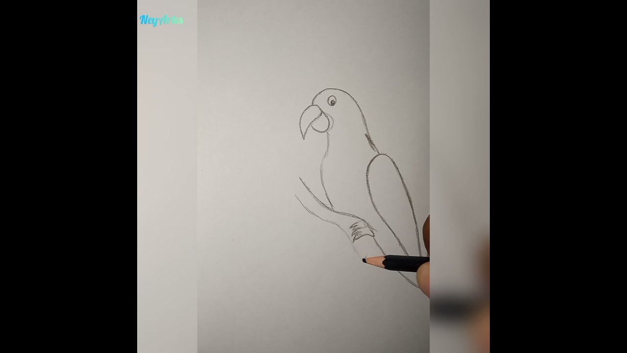 Como desenhar uma arara