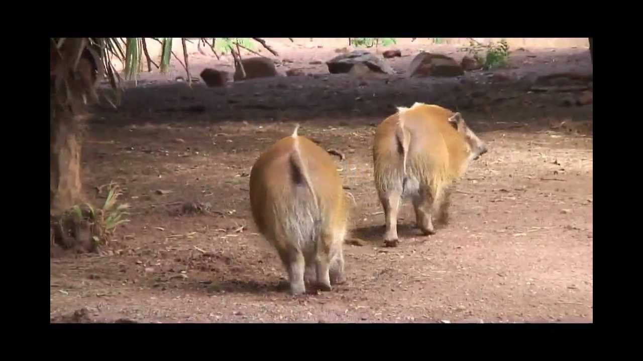 Documentary: Red River Hogs