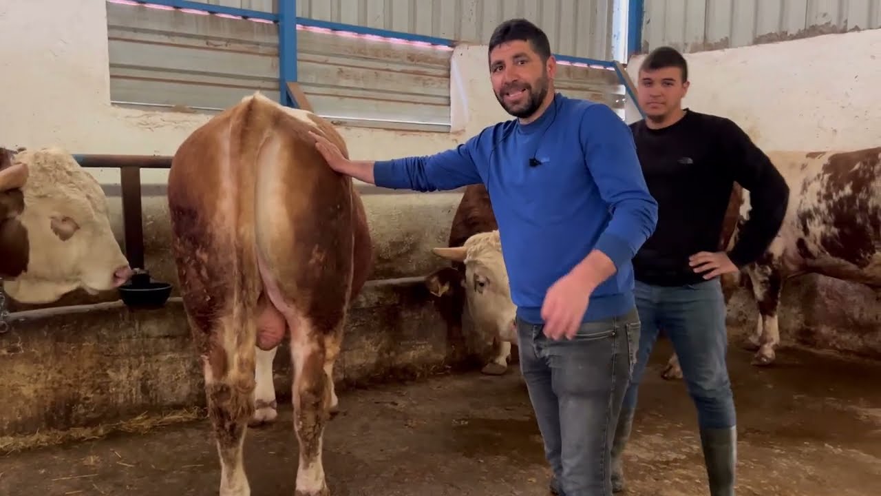 İZMİR BUCADA KURBANLIK DANA FİYATLARI