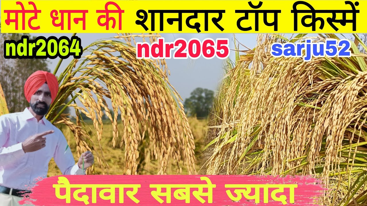 मोटे धान की 3 सबसे अच्छी टॉप किस्में। बालिया लंबी दाने वजन। paddy best variety,s high yield.