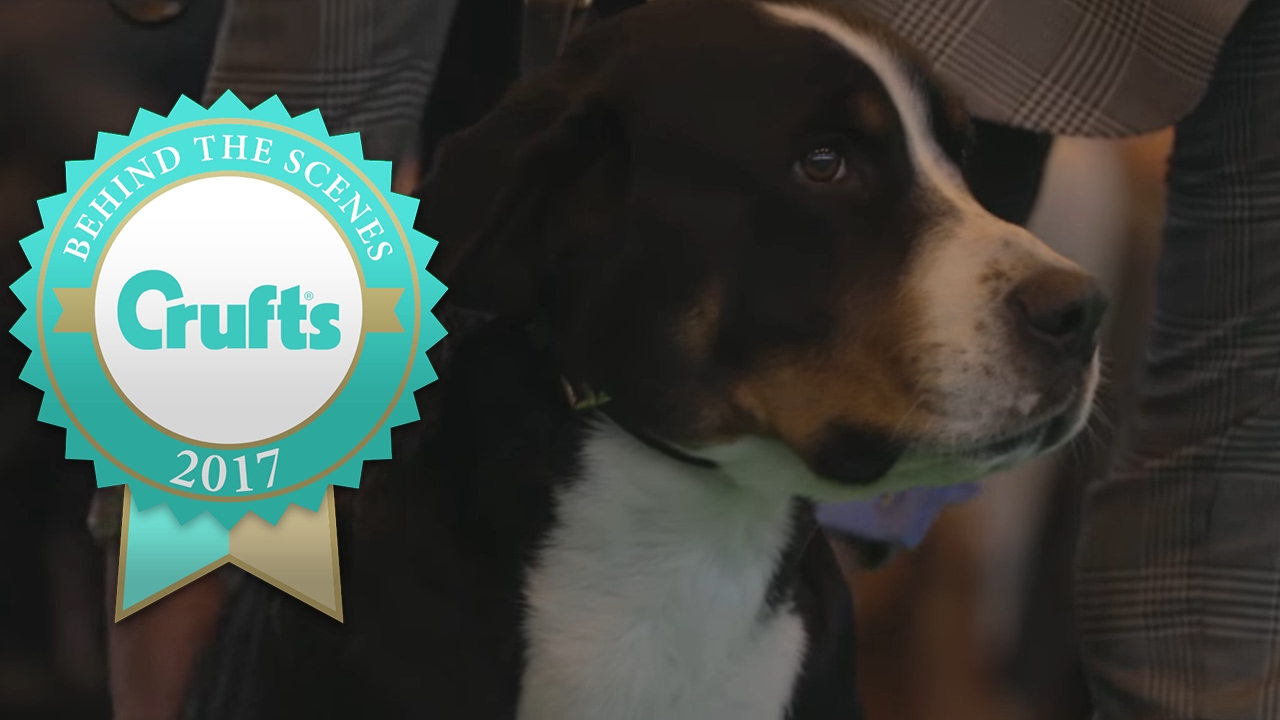 Introducing the Great Swiss Mountain Dog at Crufts 2017