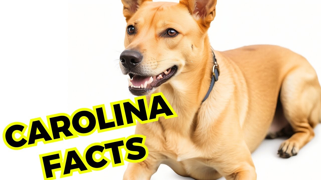 Carolina dog - Top 10 Interesting Facts and Information