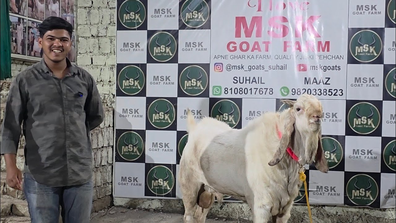 Kota Ke Tyaar Bakre At MSK Goat Farm Padgha Bhiwandi | Palai Ke Liye Shandaar Setup.