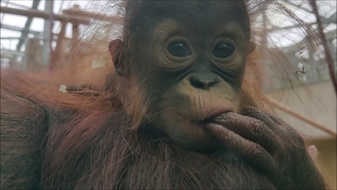 CUTE BABY ORANGUTAN COMES SO CLOSE!