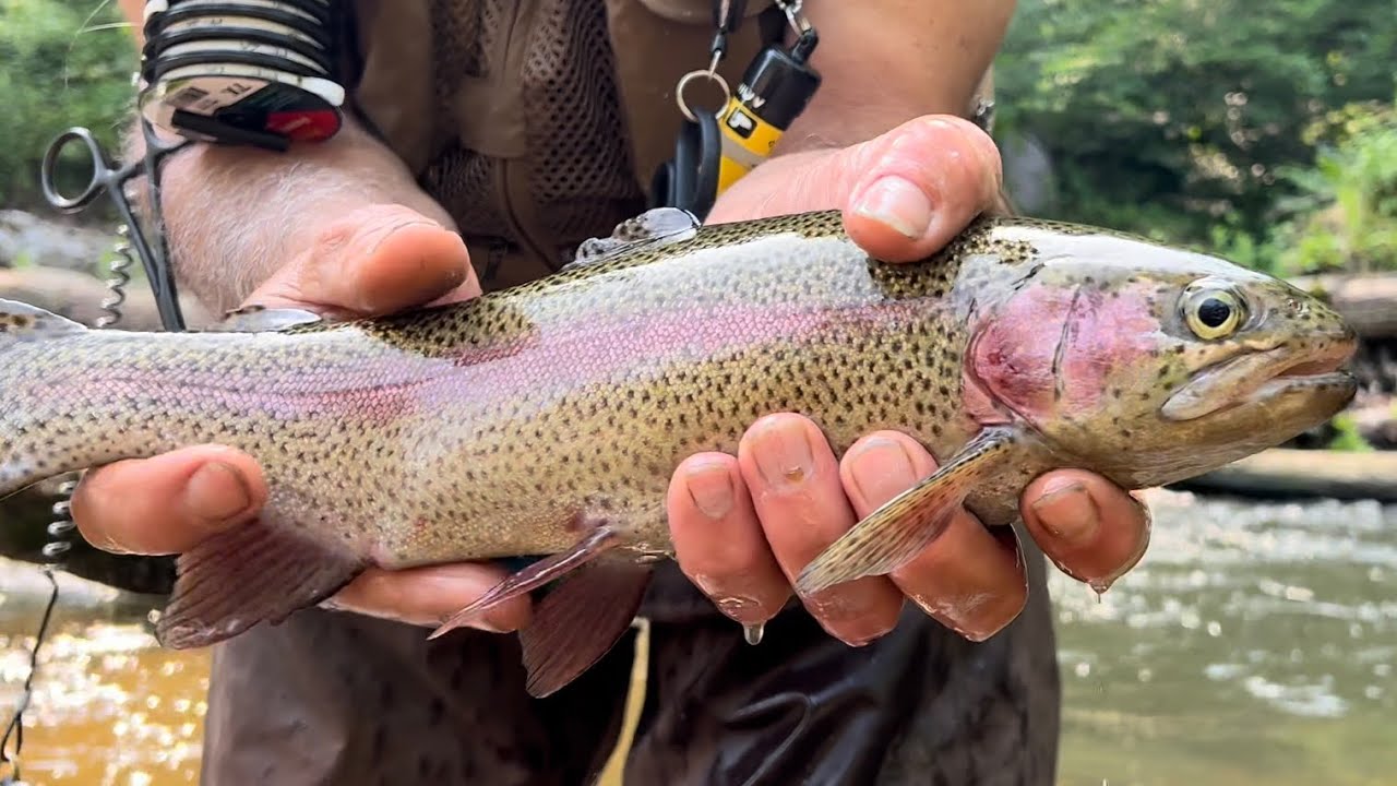 NJ Trout Fishing on 6/17/23 South Branch of the Raritan River. #trout #river #fishing #catchingfish