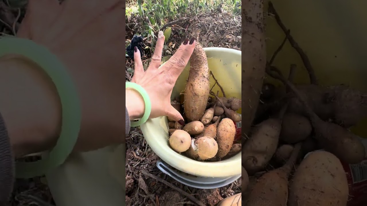 Digging potatoes in the forest this time was so difficult, it was really funny.