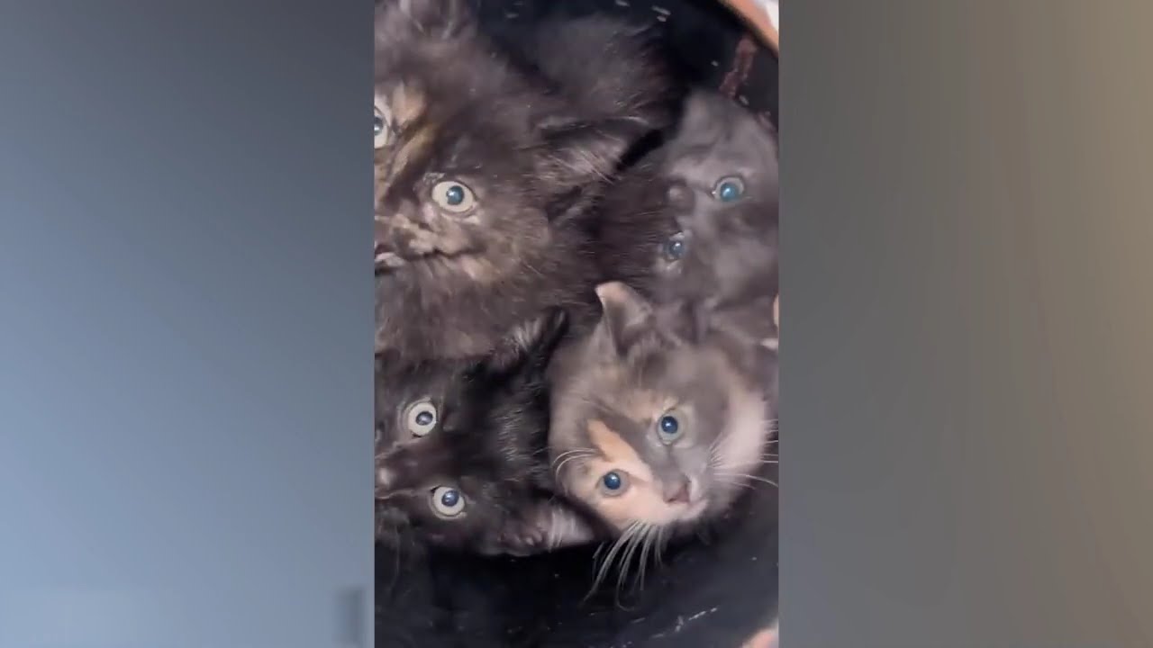 Приколы с котами! С ОЗВУЧКОЙ! Смешные коты 2026! Самые СМЕШНЫЕ ЖИВОТНЫЕ!