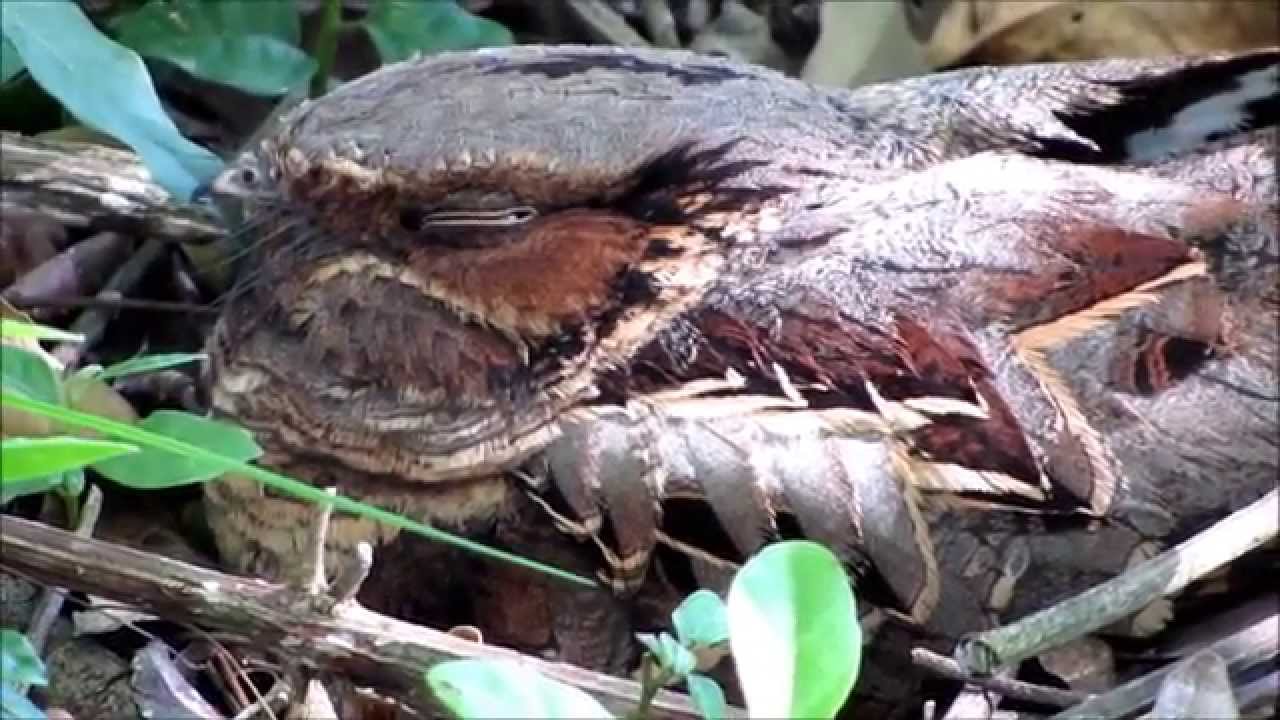Curiango (Nyctidromus albicollis)