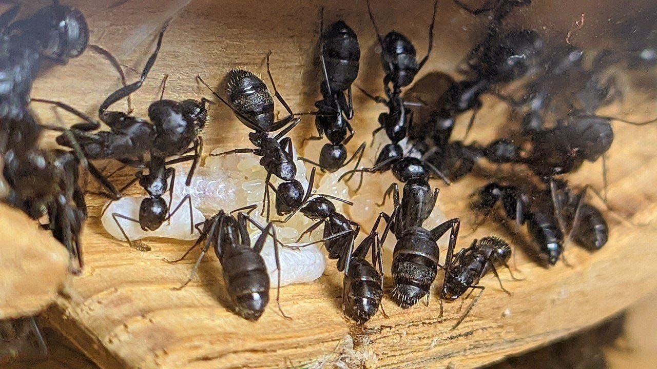 CAMPONOTUS VAGUS в ОГРОМНОМ ДЕРЕВЯННОМ ФОРМИКАРИЕ//МУРАВЬИ ДРЕВОТОЧЦЫ