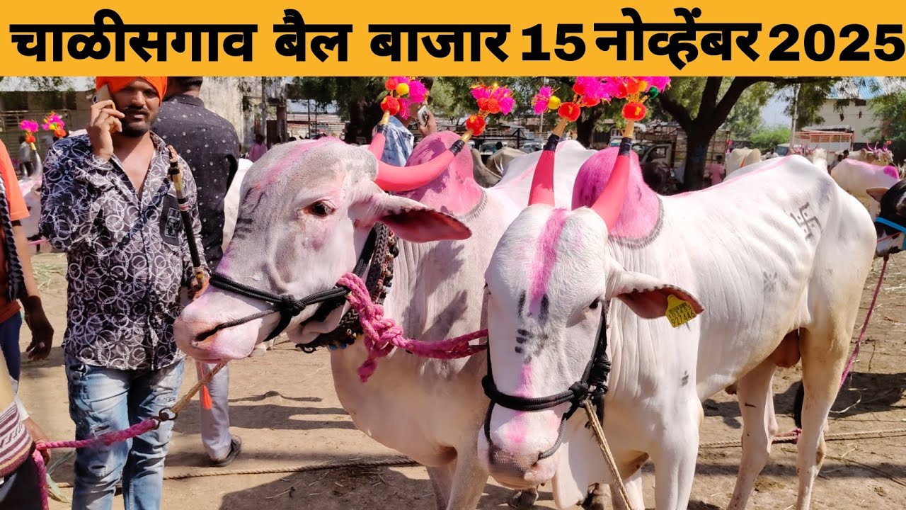 चाळीसगाव बैल बाजार 15 नोव्हेंबर 2025 | chalisgaon bail bazar 2025 | चाळीसगाव बैल बाजार 
