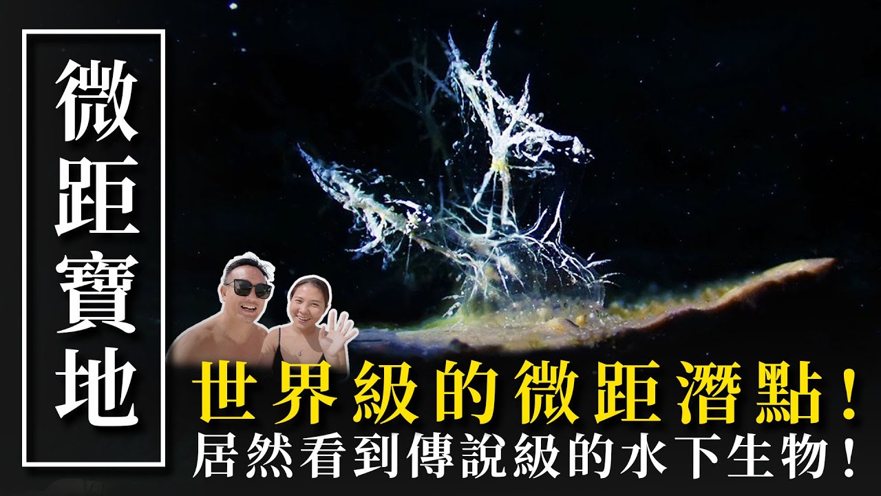 坐船10小時卻完全不後悔的微距寶地✨生物多到相機沒容量啦！【Divehouse 潛水貨倉】