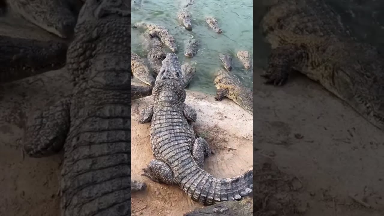 TAVUĞUN SONU Hİ&Ccedil; IYİ OLMADI BİR S&Uuml;R&Uuml; #TİMSAHIN SALDIRISINA UĞRADI😞 #timsah #trtbelgesel #yenivideo