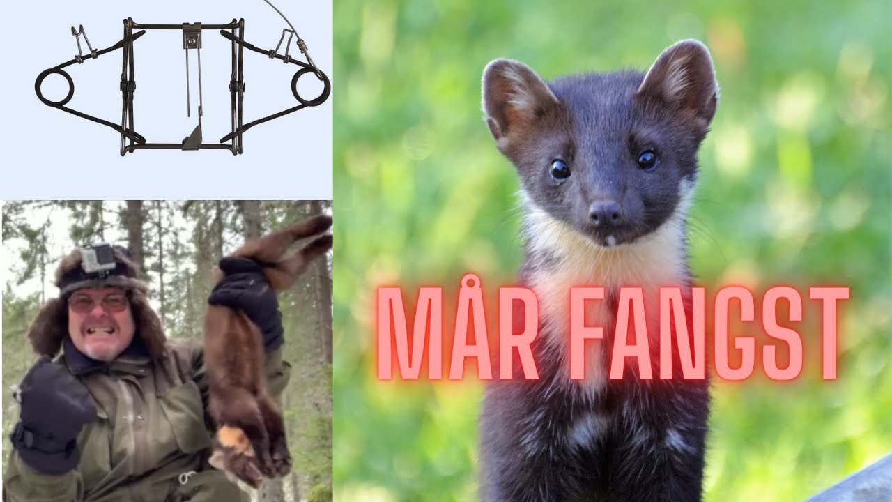 Are you Ready?? Mår fangst 2022-23.Ready for marten traps