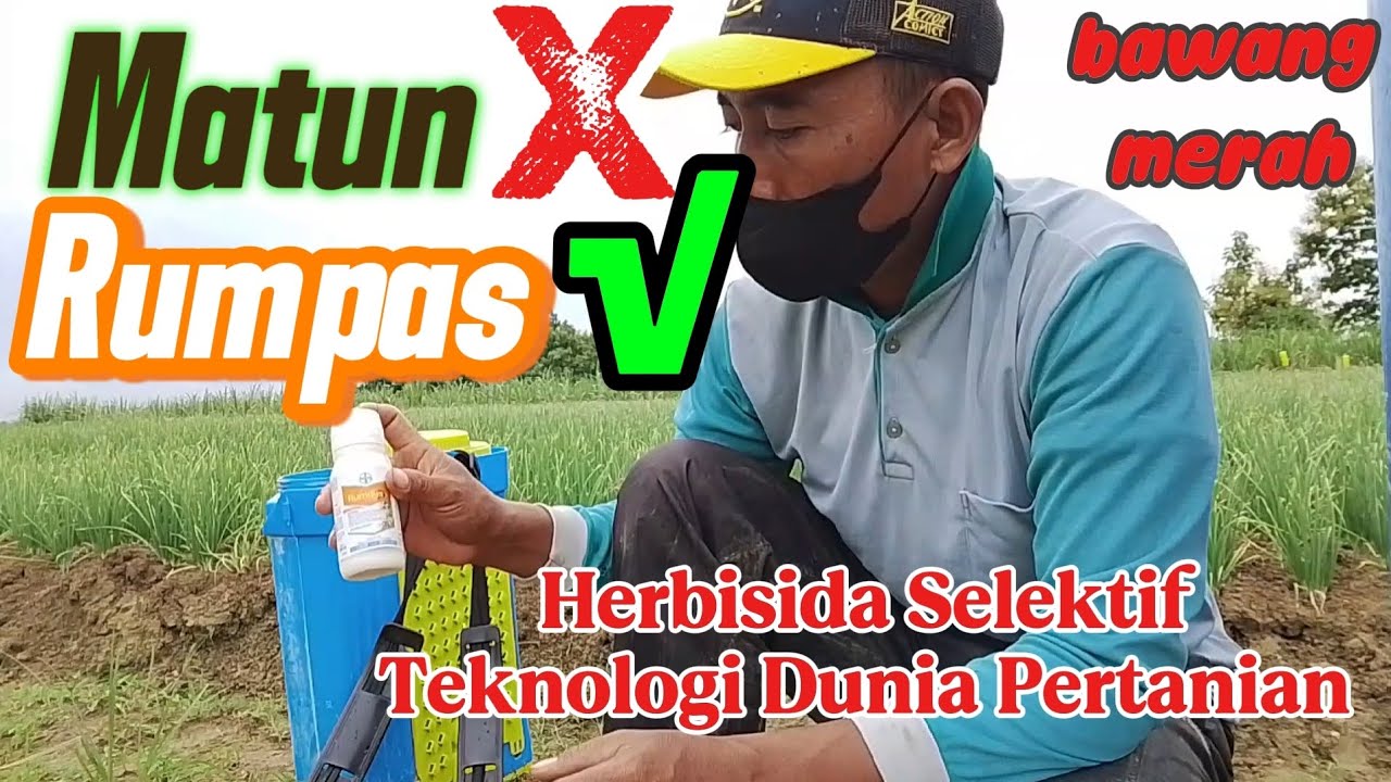 Canggih!!! Pakai rumpas rumput tuntas #petanimilenial #herbisidaselektif #petanibawangmerah 