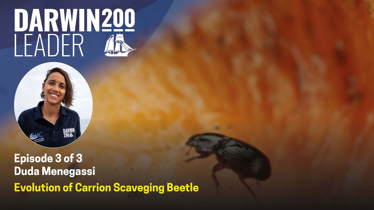 Chasing Beetles - Scavenging for evolution - by Duda Menegassi - Episode 3