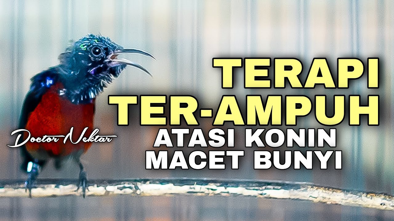 🔵TERAPI KONIN TER-AMPUH ATASI BURUNG MACET BUNYI/STRES COCOK UNTUK DONGKRAK BIRAHI KOLIBRI NINJA