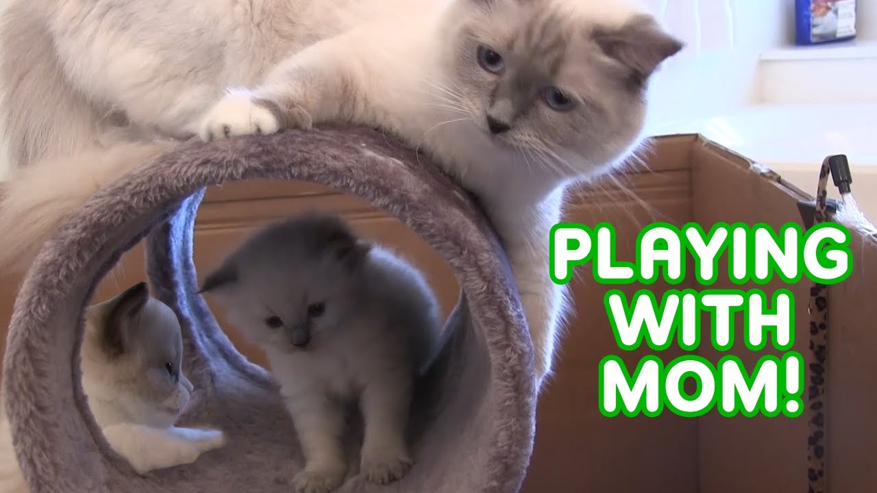 Sweet Kittens Playing / Ragdoll Kittens / Ragdoll Cats / Animal Cuteness Overload