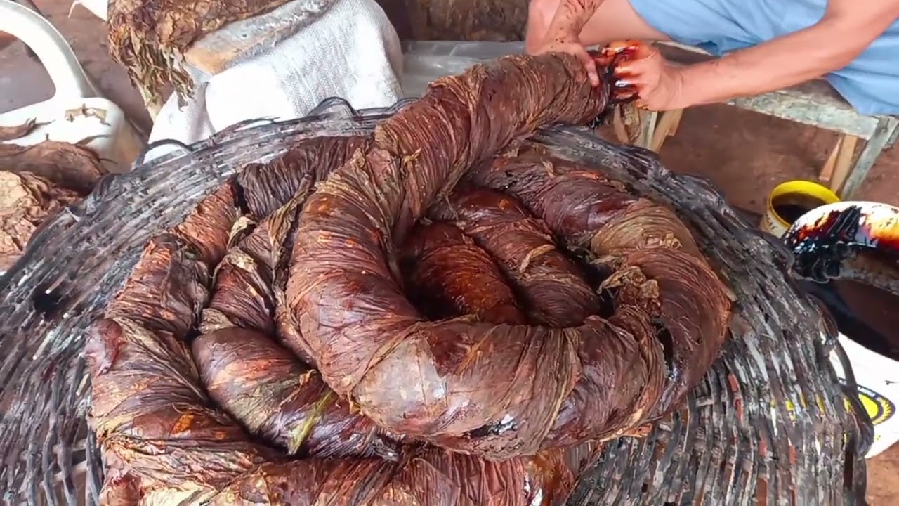 Como &eacute; feito a bola de Fumo (Tabaco),fumo de rolo Arapiraca 2025 