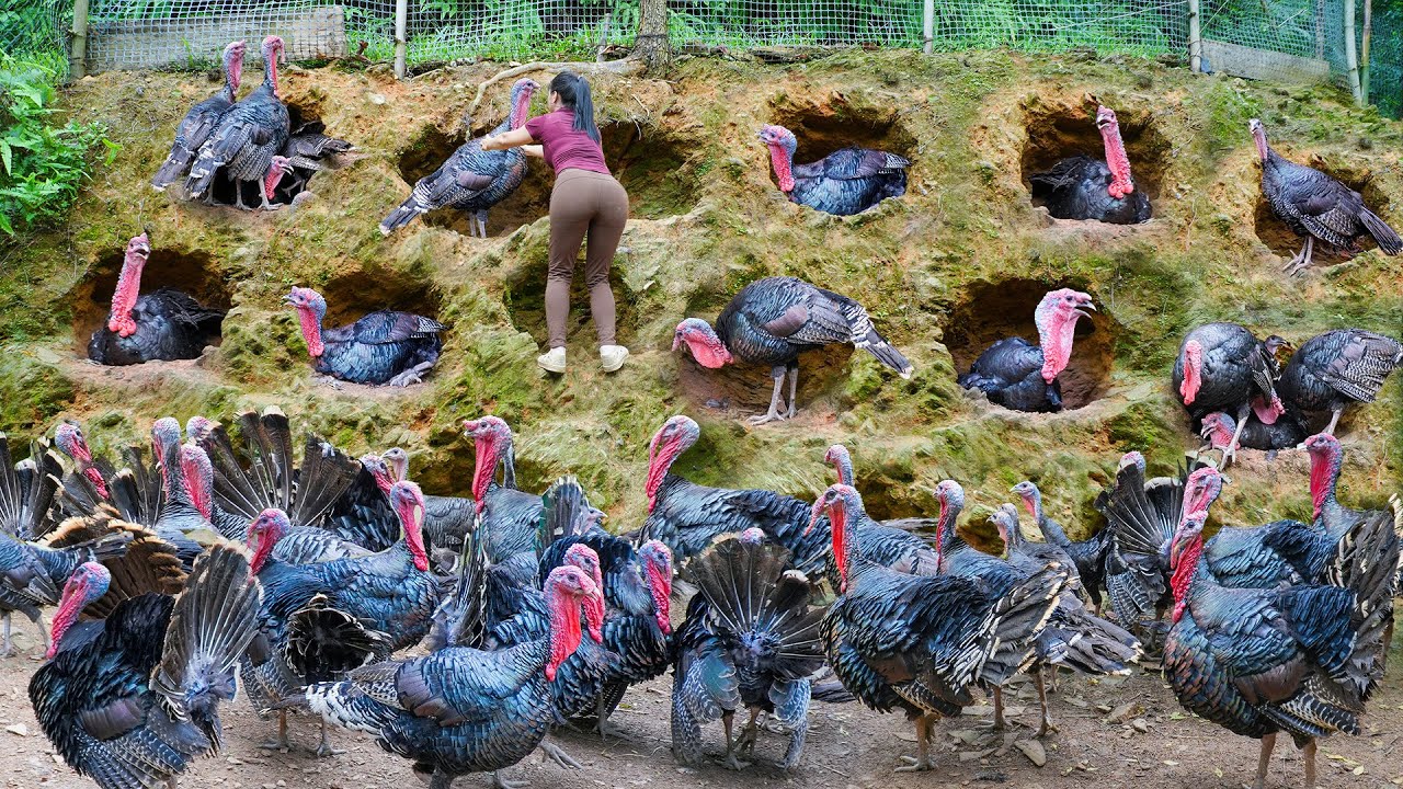 Harvesting Many Turkeys On The Farm, Use 3-Wheeled Truck Transport  Big Turkeys Go To Market Sell