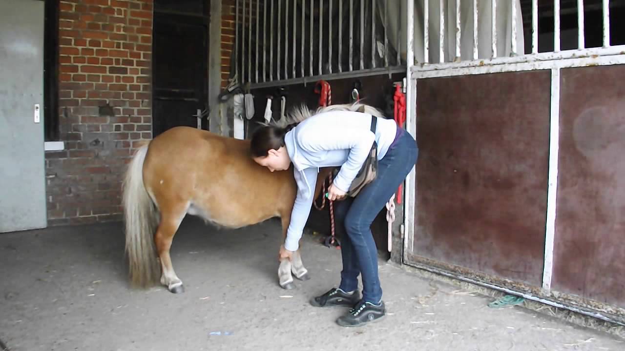 Korrekturpony Clickertraining, Hufe geben