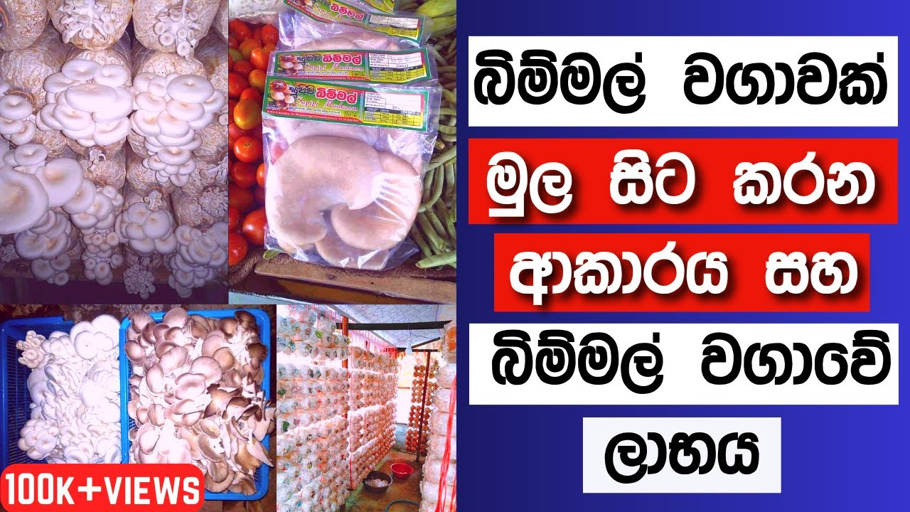 බිම්මල් වගා කරන විදිය සහ බිම්මල් වගාව මුල සිට සරලව |  bimmal wagawa sinhala