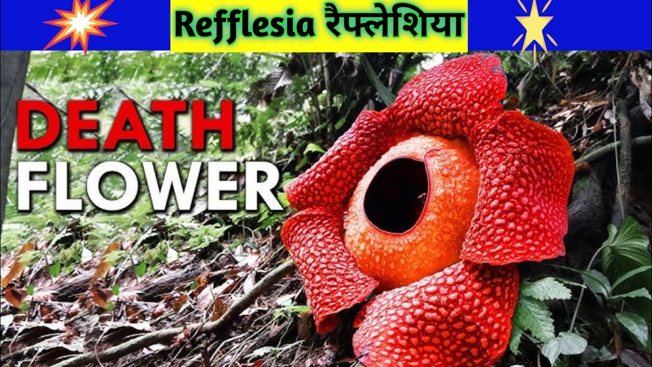 #Rafflesia#DeathFlower#CorpseFlower#WorldBiggestFlower#RareFlower#AmazingNature#NatureFact#PlantFact