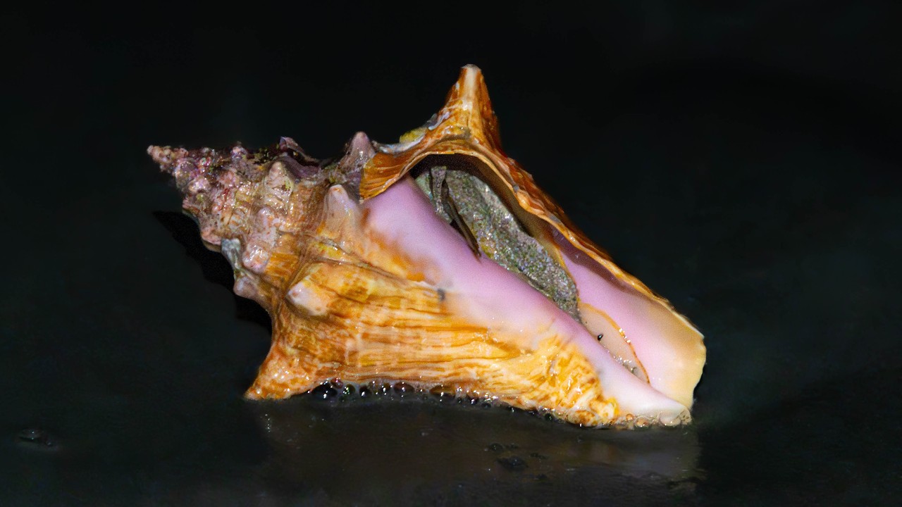 Shelling After High Winds - East Coast of Florida