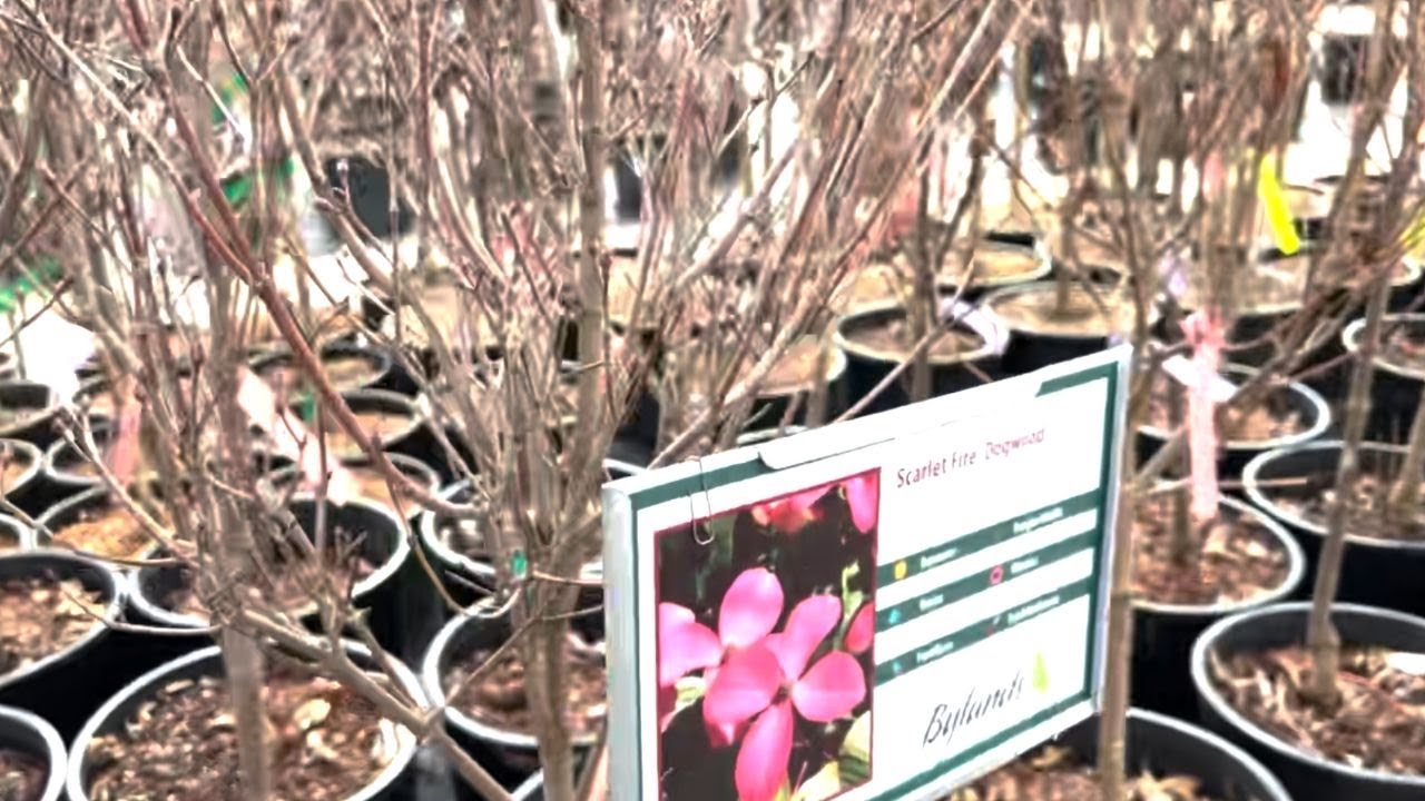 Flowering dogwood tree types to choose from 🌸
