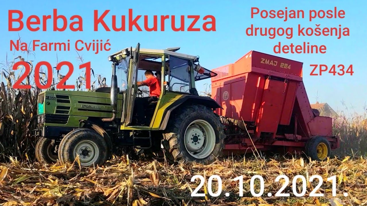 Berba Kukuruza 20.10.2021. | Hurlimann H-466 i ZMAJ 224 | Berba Kukuruza na Farmi Cvijic