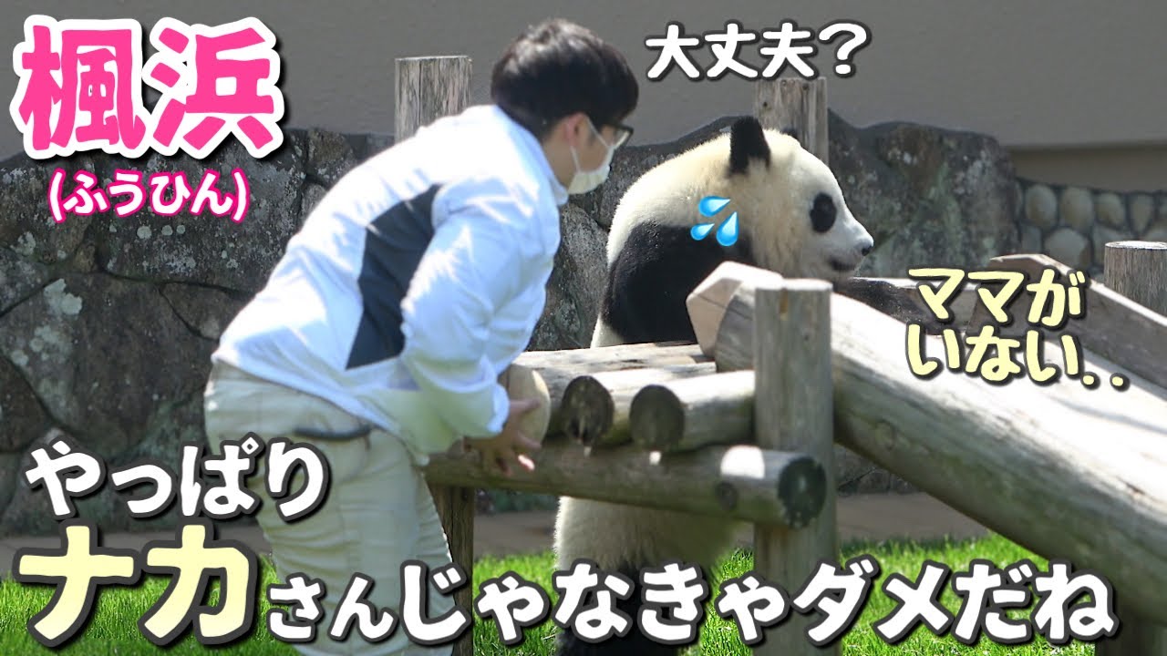 【赤ちゃんパンダ卒業】楓浜(ふうひん)🐼寂しがるふうちゃんにオモチャくれた♡やっぱりナカ飼育員がいてくれてよかった❣️