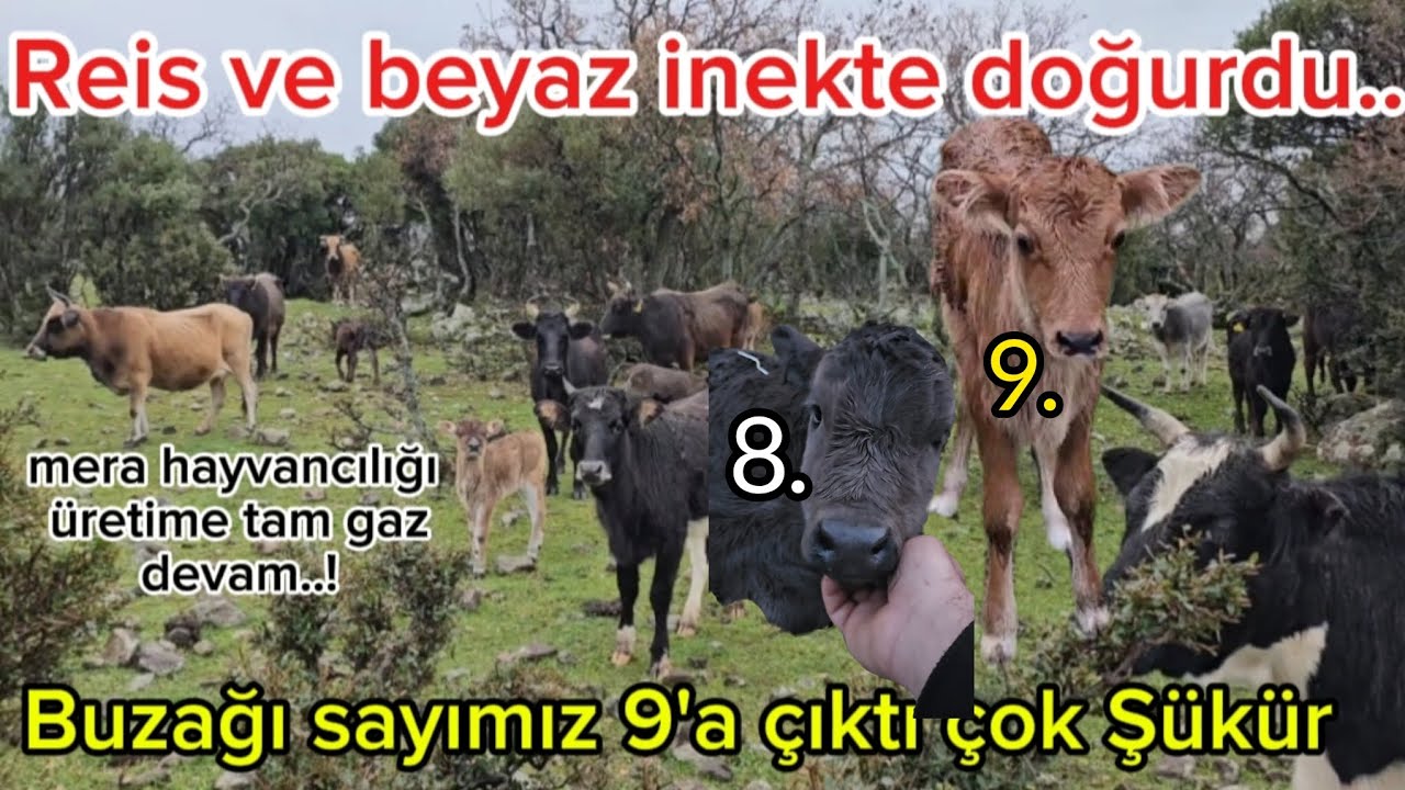 Reis ve beyaz inekte doğurdu/Buzağı sayımız 9'a çıktı/Mera hayvancılığında üretime tam gaz devam..🐄🐂
