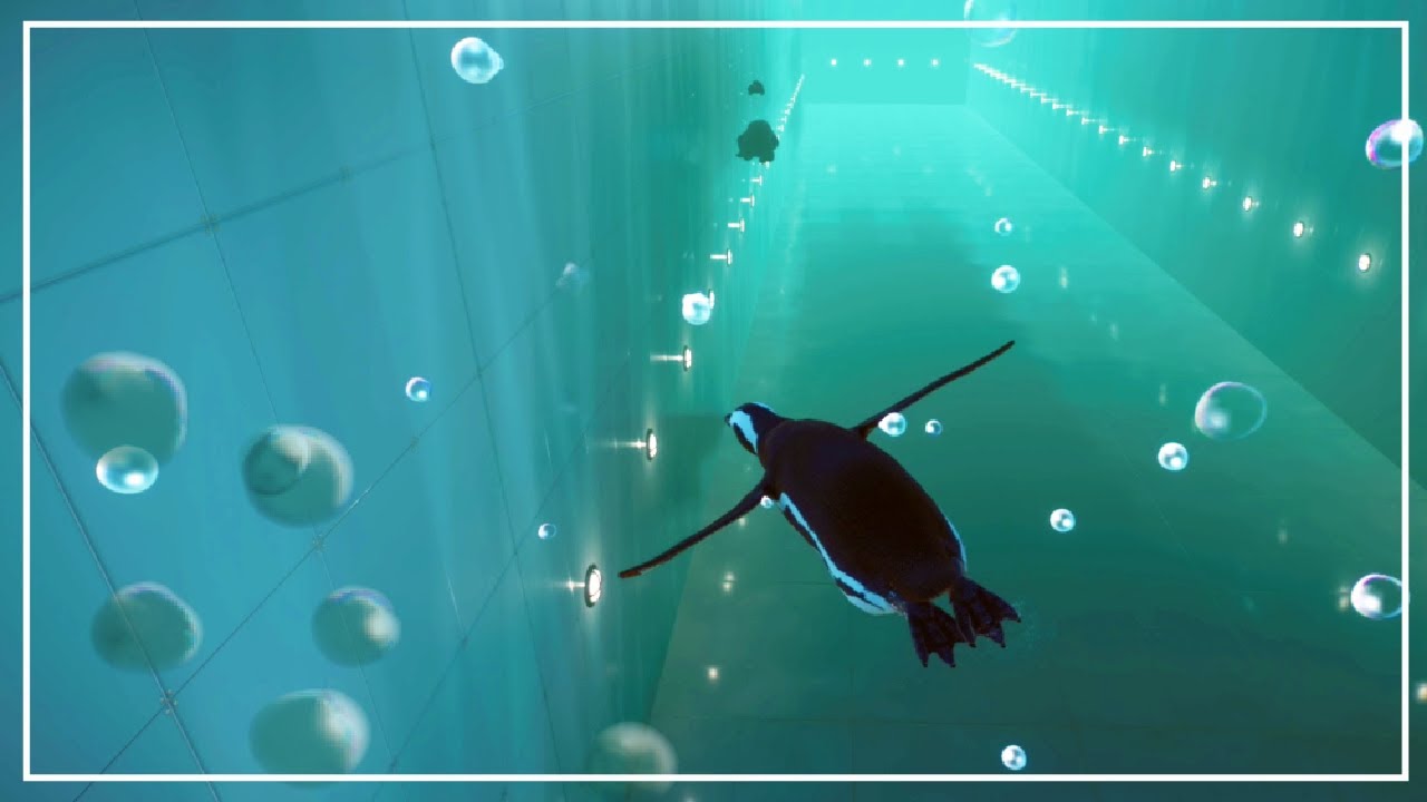 All DIVING animals aquatics race | Planet Zoo