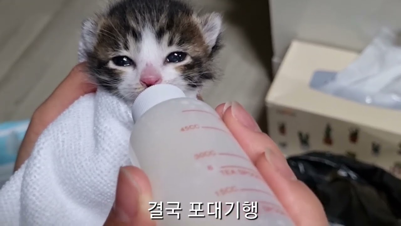 아기고양이 분유 먹이기 (2주차새끼고양이)