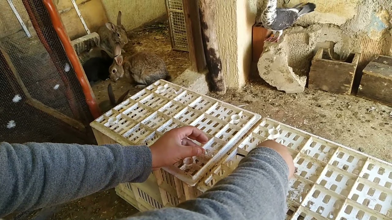 كيف اصنع قفص الأرانب