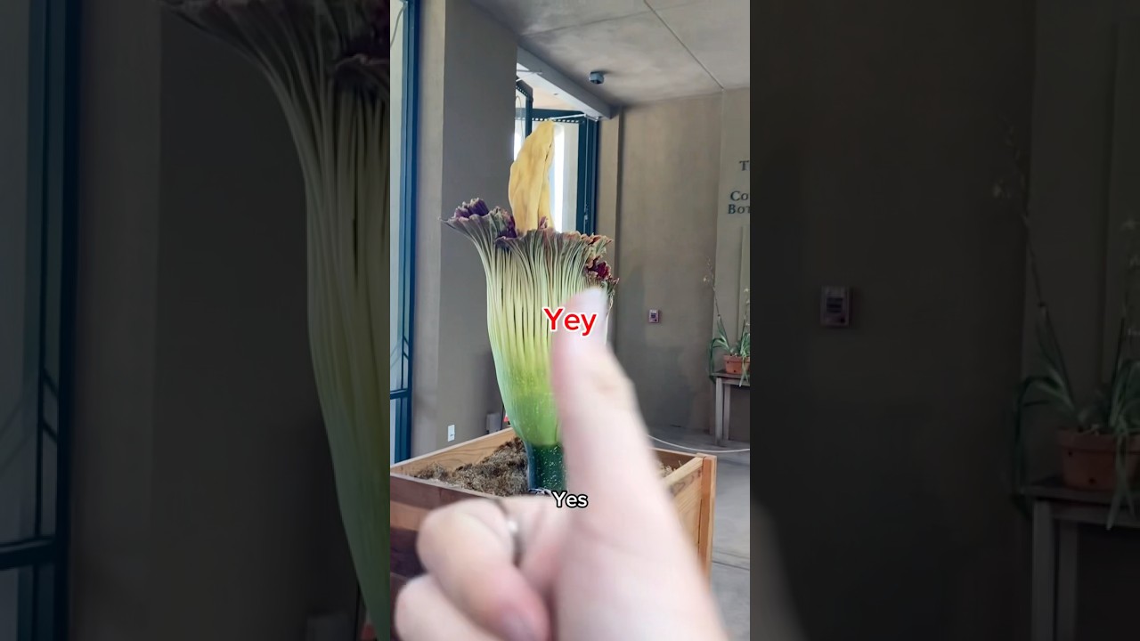 Corpse Flower review #funny #satire #voiceover #flowers #wonderhoy #shorts