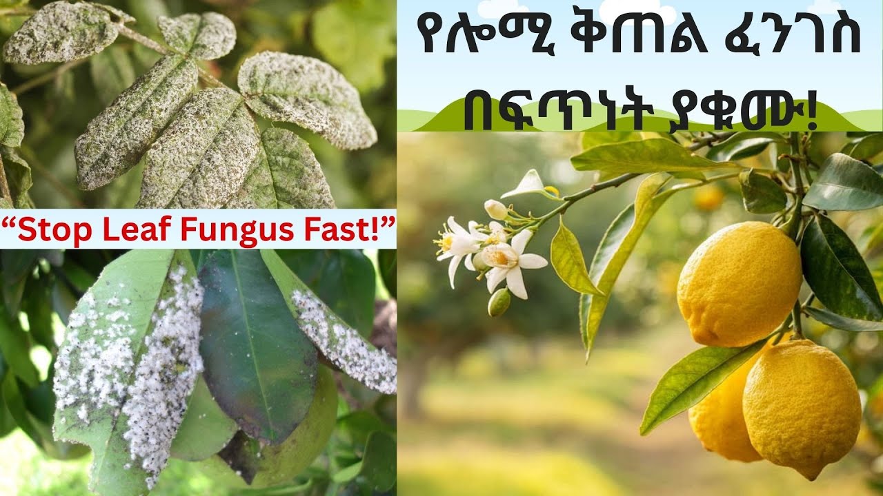 fungus treatment /የሎሚ ፈንገስ #lemontree  #organicpesticide #agriculture #ግብርና#ኢትዮጵያ #fungus #pest