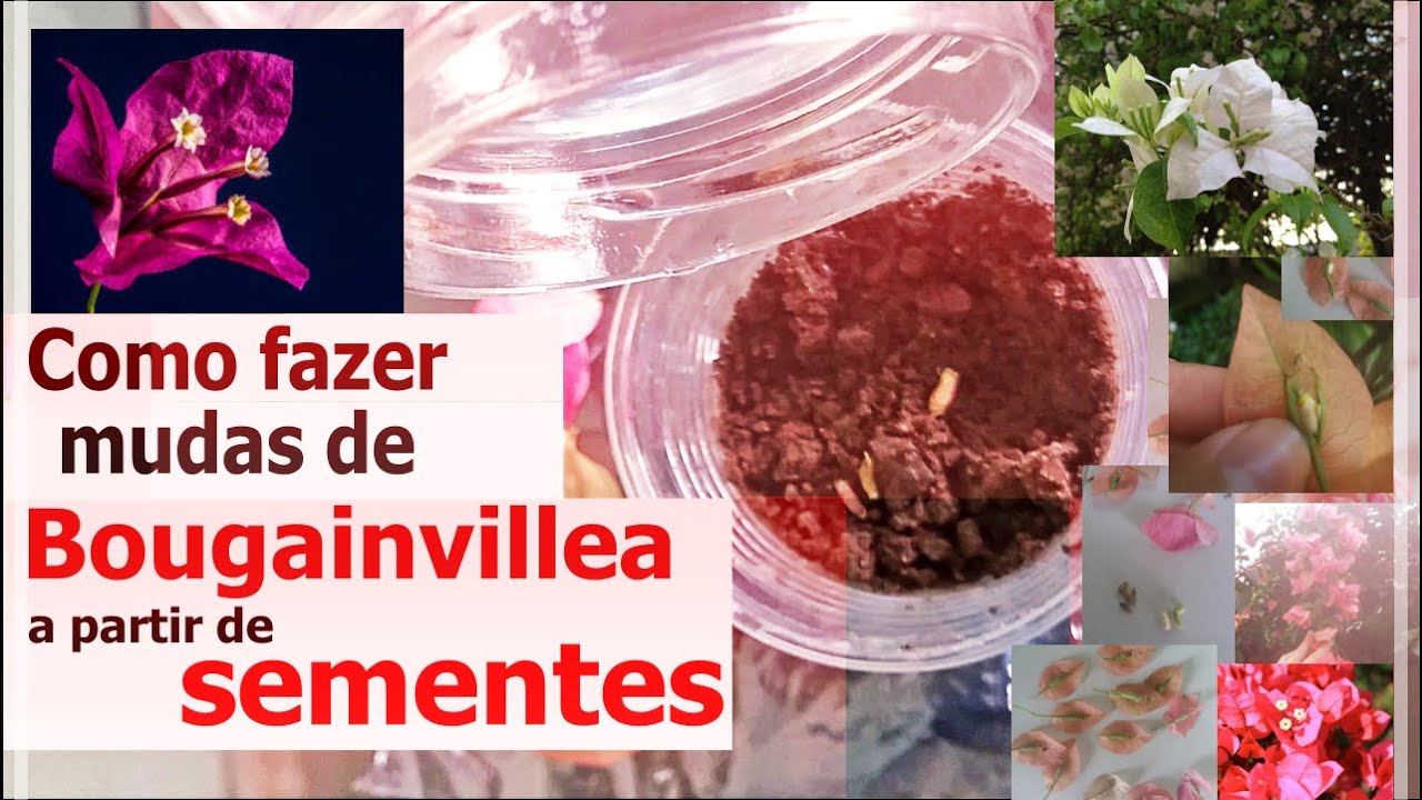 Como fazer muda de BOUGAINVILLEA a partir de SEMENTES