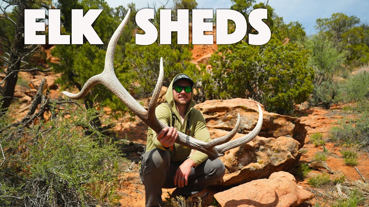 SHED HUNTING 2024 | ELK SHEDS