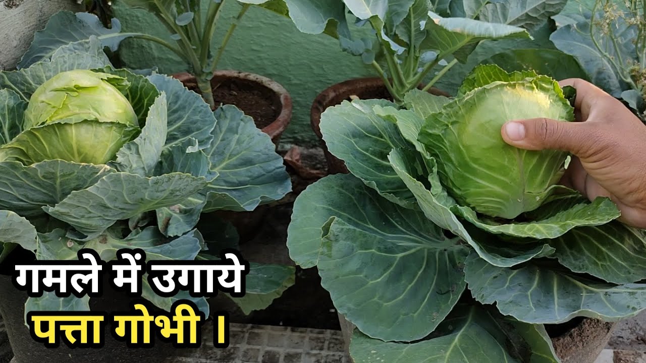 How to grow Cabbage at home / How to grow cabbage.