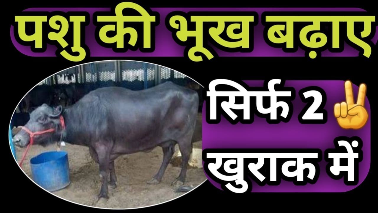 गाय भैंस की भूख बढ़ाने का जबरदस्त तरीका👌पशु की भूख बढ़ाए 2✌️खुराक में Bhukh Badane ka Tarika