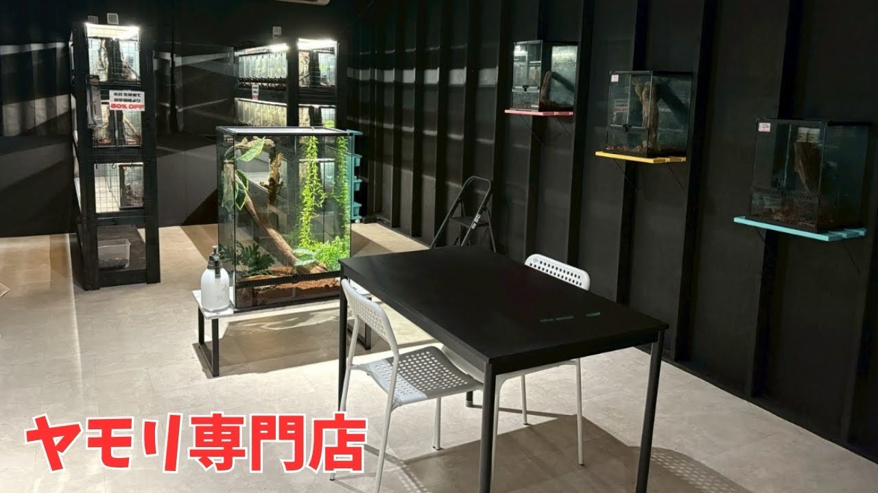 爬虫類ショップの中にヤモリ専門店を作ってみた！！