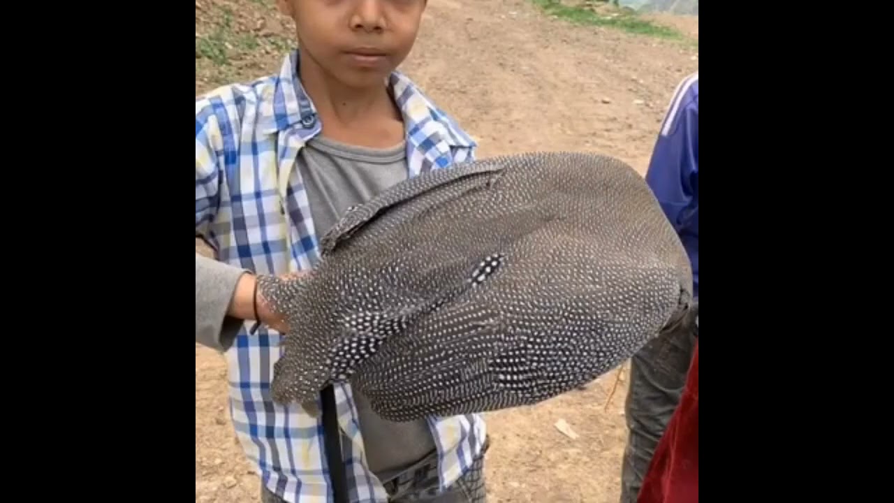 أجمل ما غنا الفنان يحي العمري  رماع ياجنة الله