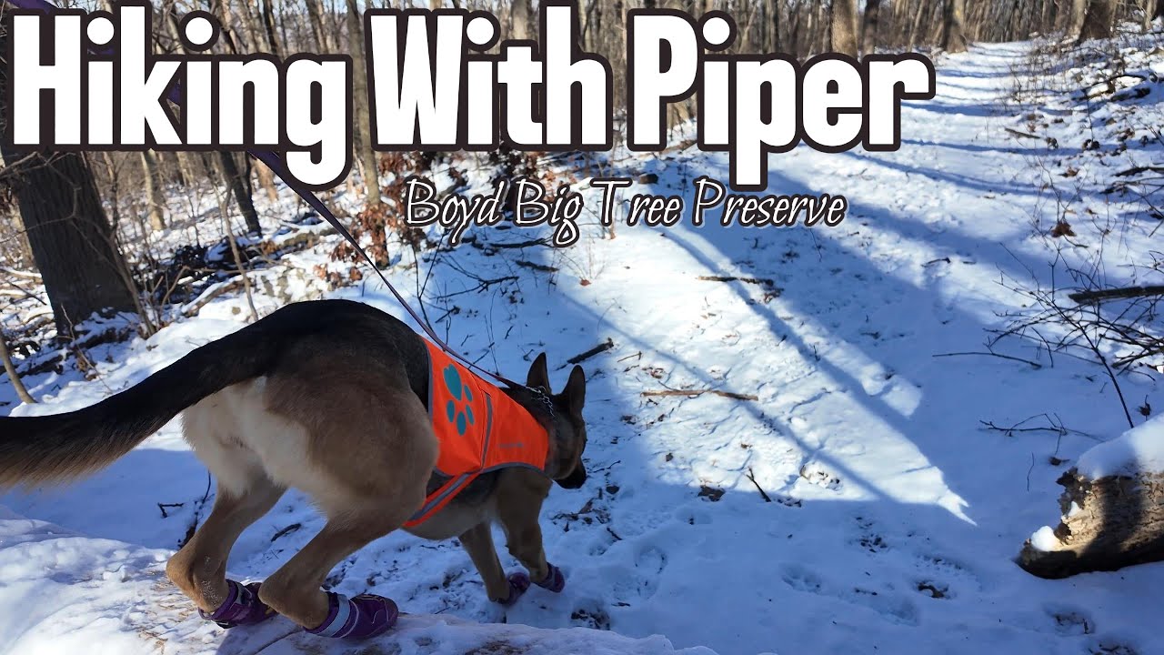German Shepherd’s Snow Boots Test 🐾 4.8 Miles at Boyd Big Tree Preserve | Snowy Hiking Is Awesome