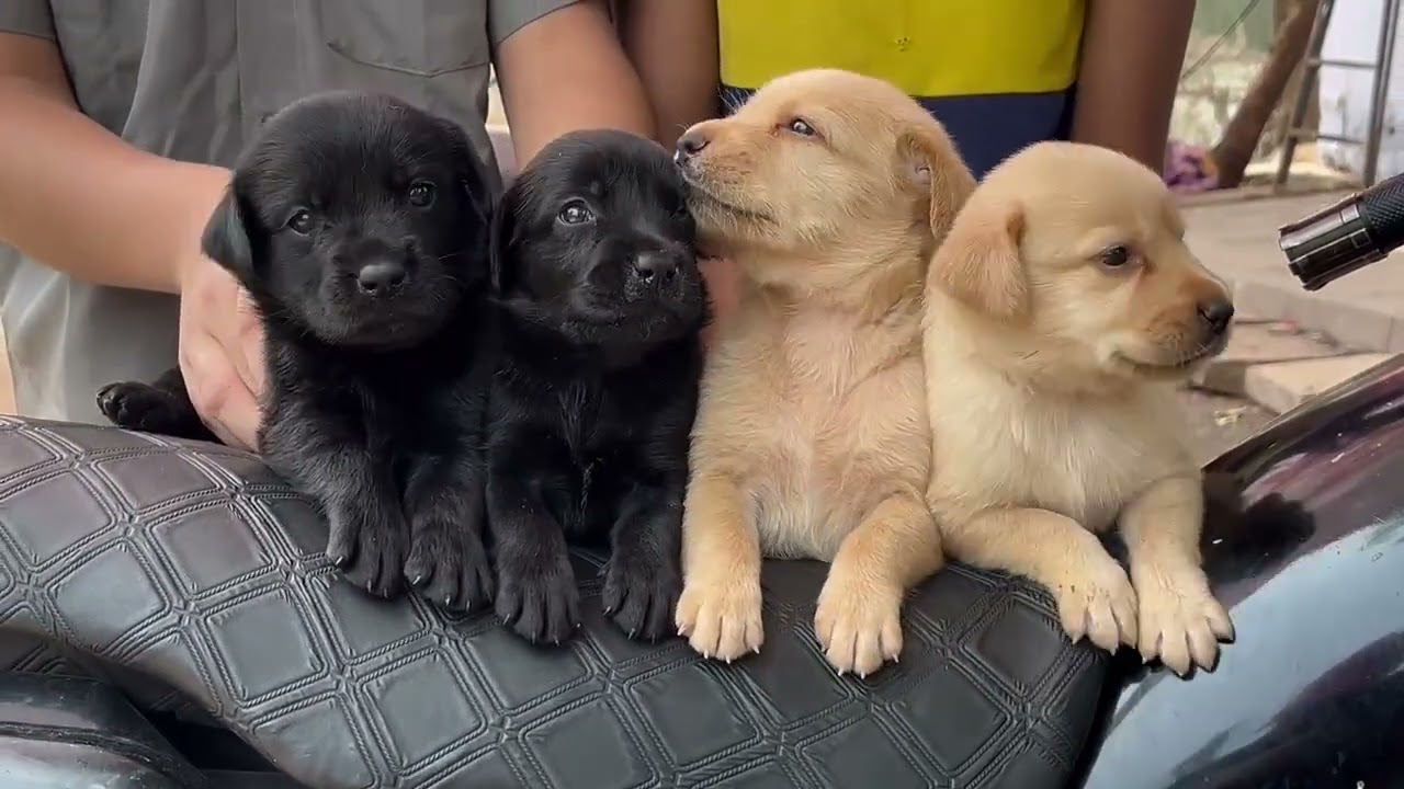 We Are Dogs - The Pet Shop