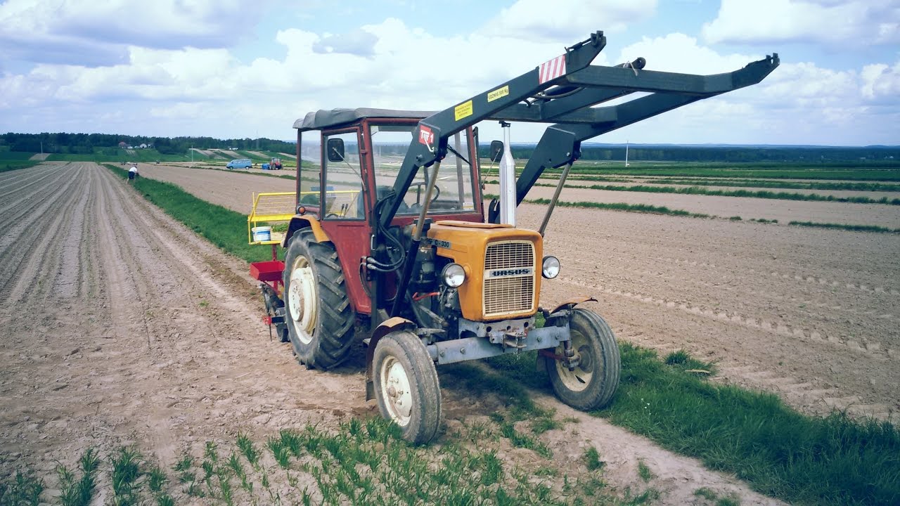Uprawa i Sadzenie Tytoniu 2017 || Zetor Proxima 85, Ursus C-330 + Tur Wol-Met ||