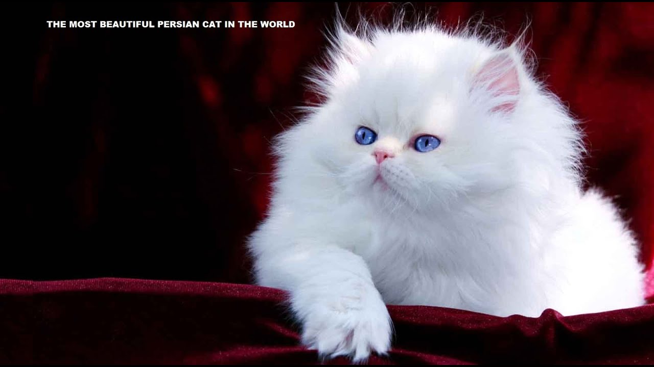 The World Most Beautiful (Persian Cat) Videos