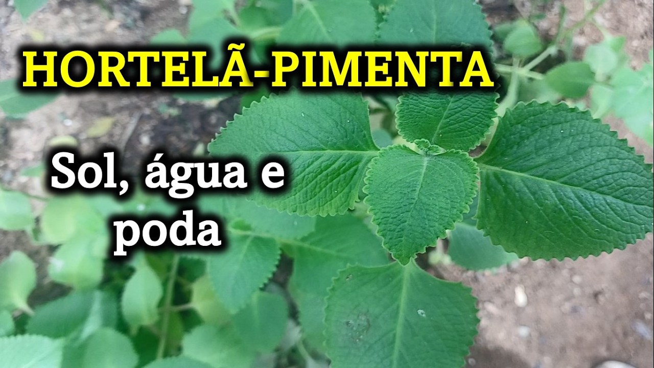 Segredo para a Hortelã-pimenta crescer forte e bonita