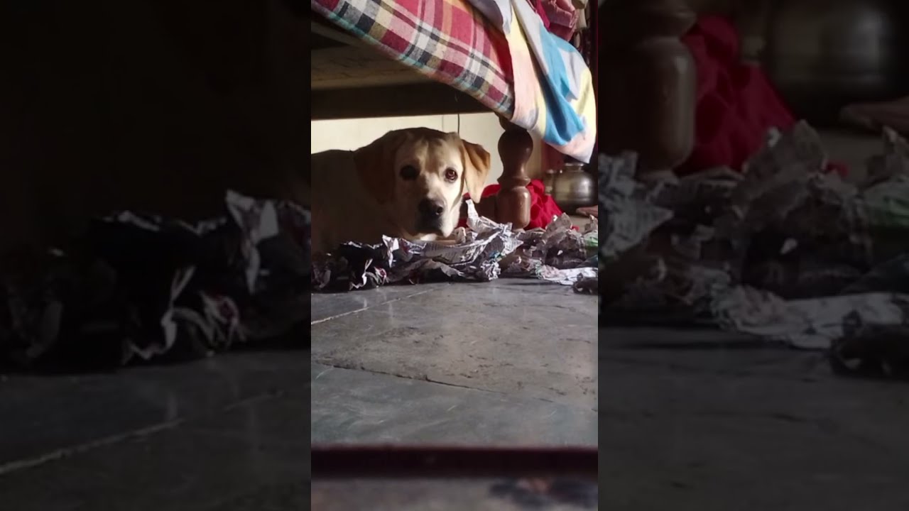 Animal videos is live!