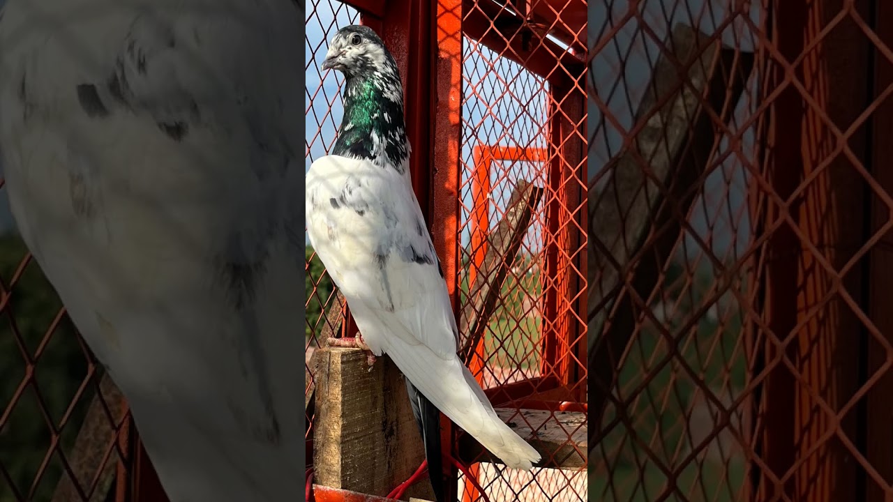 sialkoti ali wala kabootar