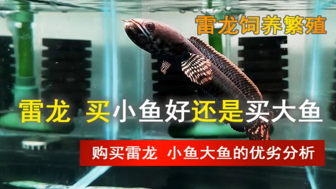 买雷龙，买大鱼好还是买鱼苗好，哪个适合自己